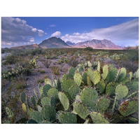 Opuntia cactus, Chisos Mountains, Big Bend National Park, Chihuahuan Desert, Texas-Paper Art-42&quotx32"