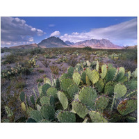 Opuntia cactus, Chisos Mountains, Big Bend National Park, Chihuahuan Desert, Texas-Paper Art-50"x38"