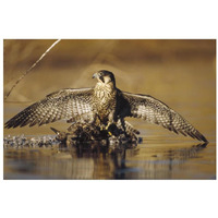 Peregrine Falcon adult in protective stance standing on downed duck, North America-Paper Art-32"x22"