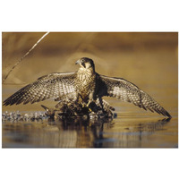 Peregrine Falcon adult in protective stance standing on downed duck, North America-Paper Art-38"x26"