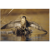 Peregrine Falcon adult in protective stance standing on downed duck, North America-Paper Art-50"x34"