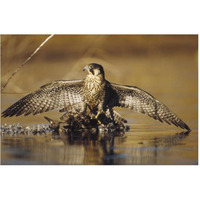 Peregrine Falcon adult in protective stance standing on downed duck, North America-Paper Art-62"x42"