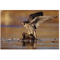 Peregrine Falcon adult in protective stance standing on downed duck, North America-Paper Art-26"x18"