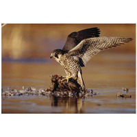 Peregrine Falcon adult in protective stance standing on downed duck, North America-Paper Art-32"x22"