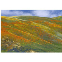 California Poppy covered hillside, spring, Tehachapi Hills near Gorman, California-Paper Art-24"x17.4"