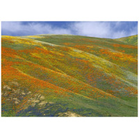 California Poppy covered hillside, spring, Tehachapi Hills near Gorman, California-Paper Art-42&quotx30"