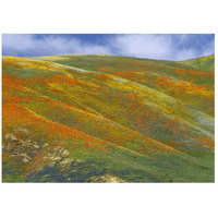 California Poppy covered hillside, spring, Tehachapi Hills near Gorman, California-Paper Art-46&quotx32.8"