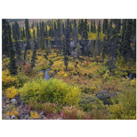 Beaver pond amid boreal forest, Tombstone Territorial Park, Yukon Territory, Canada-Paper Art-18"x14"