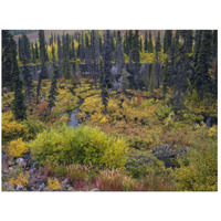 Beaver pond amid boreal forest, Tombstone Territorial Park, Yukon Territory, Canada-Paper Art-26"x20"