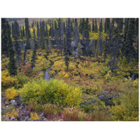 Beaver pond amid boreal forest, Tombstone Territorial Park, Yukon Territory, Canada-Paper Art-42"x32"