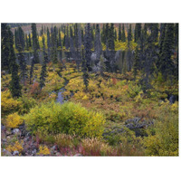 Beaver pond amid boreal forest, Tombstone Territorial Park, Yukon Territory, Canada-Paper Art-50"x38"