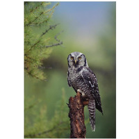 Northern Hawk Owl perching in a tree, circumpolar species, British Columbia, Canada-Paper Art-14"x20"