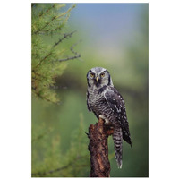 Northern Hawk Owl perching in a tree, circumpolar species, British Columbia, Canada-Paper Art-22"x32"