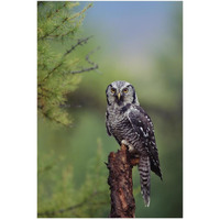 Northern Hawk Owl perching in a tree, circumpolar species, British Columbia, Canada-Paper Art-34"x50"