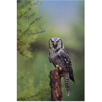 Northern Hawk Owl perching in a tree, circumpolar species, British Columbia, Canada-Paper Art-42"x62"