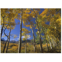 Aspen in fall colors and Maroon Bells, Elk Mountains, Snowmass Wilderness, Colorado-Paper Art-26"x20"