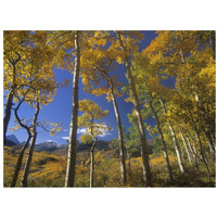 Aspen in fall colors and Maroon Bells, Elk Mountains, Snowmass Wilderness, Colorado-Paper Art-34"x26"