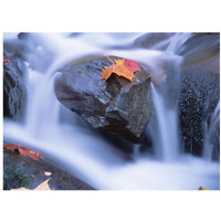 Autumn leaf on boulder, Little River, Great Smoky Mountains National Park, Tennessee-Paper Art-18"x14"