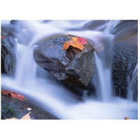 Autumn leaf on boulder, Little River, Great Smoky Mountains National Park, Tennessee-Paper Art-26"x20"