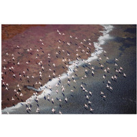 Lesser Flamingo group flock flying over soda flats at the edge of Lake Magadi, Kenya-Paper Art-20"x14"