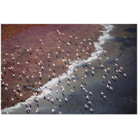 Lesser Flamingo group flock flying over soda flats at the edge of Lake Magadi, Kenya-Paper Art-26"x18"