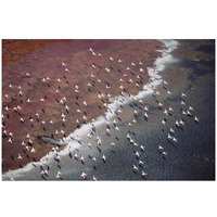 Lesser Flamingo group flock flying over soda flats at the edge of Lake Magadi, Kenya-Paper Art-32"x22"