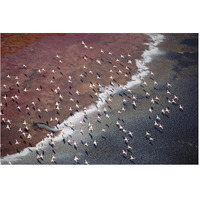 Lesser Flamingo group flock flying over soda flats at the edge of Lake Magadi, Kenya-Paper Art-62"x42"