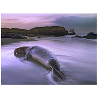 Northern Elephant Seal bull laying at surf's edge, Point Piedras Blancas, California-Paper Art-18"x14"