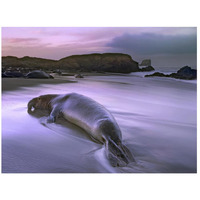 Northern Elephant Seal bull laying at surf's edge, Point Piedras Blancas, California-Paper Art-26"x20"