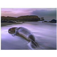 Northern Elephant Seal bull laying at surf's edge, Point Piedras Blancas, California-Paper Art-34"x26"