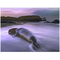 Northern Elephant Seal bull laying at surf's edge, Point Piedras Blancas, California-Paper Art-42"x32"