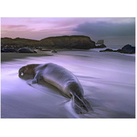 Northern Elephant Seal bull laying at surf's edge, Point Piedras Blancas, California-Paper Art-50"x38"