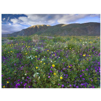 Wildflowers carpeting the ground beneath Coyote Peak, Anza-Borrego Desert, California-Paper Art-18"x14"