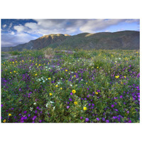 Wildflowers carpeting the ground beneath Coyote Peak, Anza-Borrego Desert, California-Paper Art-26"x20"