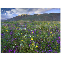 Wildflowers carpeting the ground beneath Coyote Peak, Anza-Borrego Desert, California-Paper Art-42"x32"