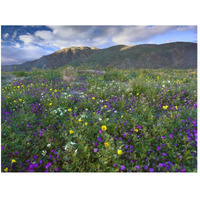 Wildflowers carpeting the ground beneath Coyote Peak, Anza-Borrego Desert, California-Paper Art-50"x38"