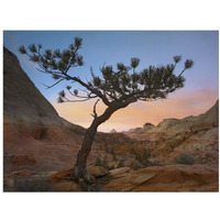 Lone pine tree with East and West Temples in the background, Zion National Park, Utah-Paper Art-18"x14"