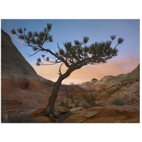 Lone pine tree with East and West Temples in the background, Zion National Park, Utah-Paper Art-26"x20"