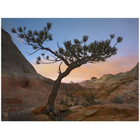 Lone pine tree with East and West Temples in the background, Zion National Park, Utah-Paper Art-42&quotx32"