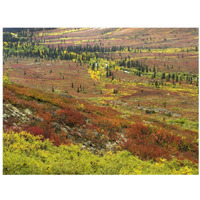 Autumn tundra with boreal forest, Tombstone Territorial Park, Yukon Territory, Canada-Paper Art-18"x14"