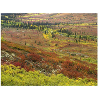 Autumn tundra with boreal forest, Tombstone Territorial Park, Yukon Territory, Canada-Paper Art-26&quotx20"