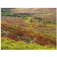 Autumn tundra with boreal forest, Tombstone Territorial Park, Yukon Territory, Canada-Paper Art-34"x26"