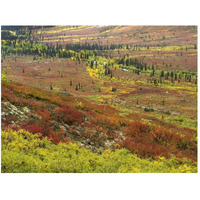 Autumn tundra with boreal forest, Tombstone Territorial Park, Yukon Territory, Canada-Paper Art-50"x38"