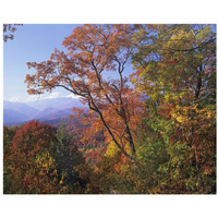 Deciduous forest in autumn, Blue Ridge Parkway, Great Smoky Mountains, North Carolina-Paper Art-22"x18"