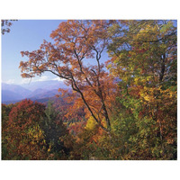 Deciduous forest in autumn, Blue Ridge Parkway, Great Smoky Mountains, North Carolina-Paper Art-26"x22"