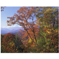 Deciduous forest in autumn, Blue Ridge Parkway, Great Smoky Mountains, North Carolina-Paper Art-37"x30"