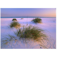 Sea Oats growing on beach, Santa Rosa Island, Gulf Islands National Seashore, Florida-Paper Art-26"x20"