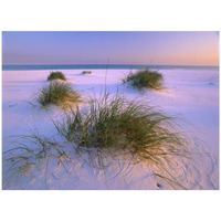 Sea Oats growing on beach, Santa Rosa Island, Gulf Islands National Seashore, Florida-Paper Art-42"x32"