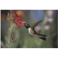 Broad-tailed Hummingbird feeding on the nectar of a Scarlet Bugler flower, New Mexico-Paper Art-20"x14"