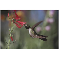 Broad-tailed Hummingbird feeding on the nectar of a Scarlet Bugler flower, New Mexico-Paper Art-26"x18"